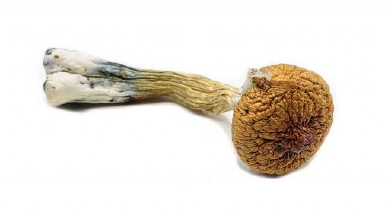 Proven Benefits Of Microdosing Mushrooms