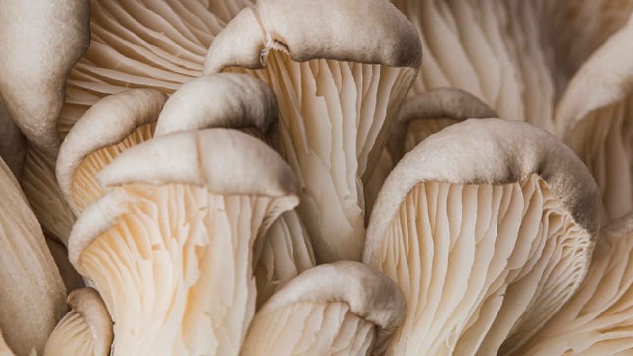Magic Mushrooms for Depression? The Pros & Cons 