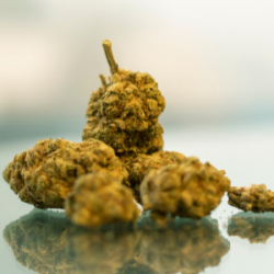 Why Grease Monkey Strain is so popular in Canada?