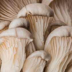 Magic Mushrooms for Depression? The Pros & Cons 